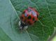 Coccinella.jpg