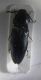 apteromantis 010.JPG