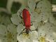 Pyrochroa_coccinea_Formello_Valle_Sorbo_26-IV-2014_OL_072.JPG