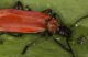 pyrochroidae.jpg