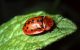 cassida murraea.jpg