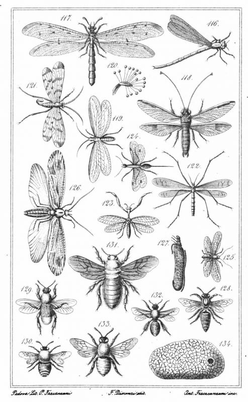 Entomologia_Vicentina_Tavola VIII.jpg