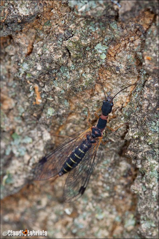 Parainocellia_bicolor_deposizione_Boscotrecase_Labriola_FEI_0084_1000.jpg