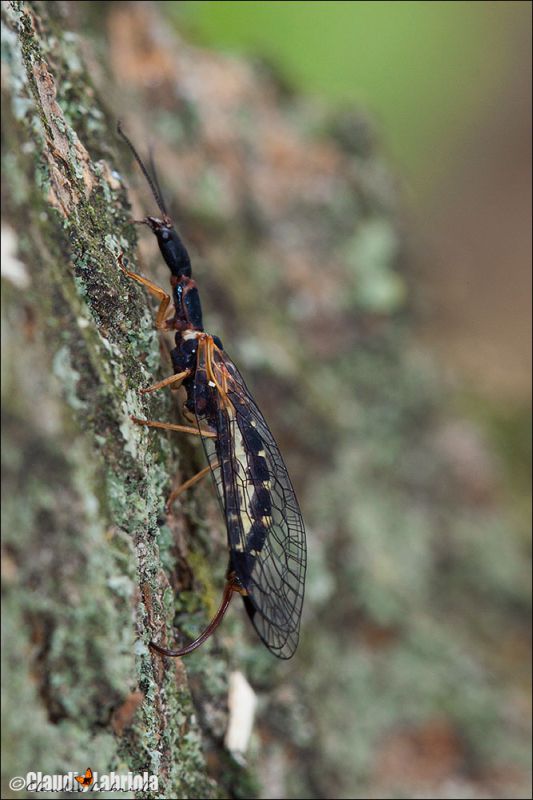 Parainocellia_bicolor_deposizione_Boscotrecase_Labriola_FEI_0123_1000.jpg