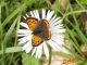 Lycaena phlaeas IMG_8440.jpg
