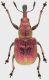 Rhynchites_sp2_Maccarese_18-IV-2014_7,4-9,3mm_grey.jpg