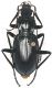 Carabidae_Prionia_1100m_9-VII-1984.jpg