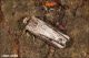 Axylia_putris_Noctuidae_9479_1000.jpg