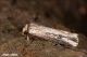 Axylia_putris_Noctuidae_9481_1000.jpg