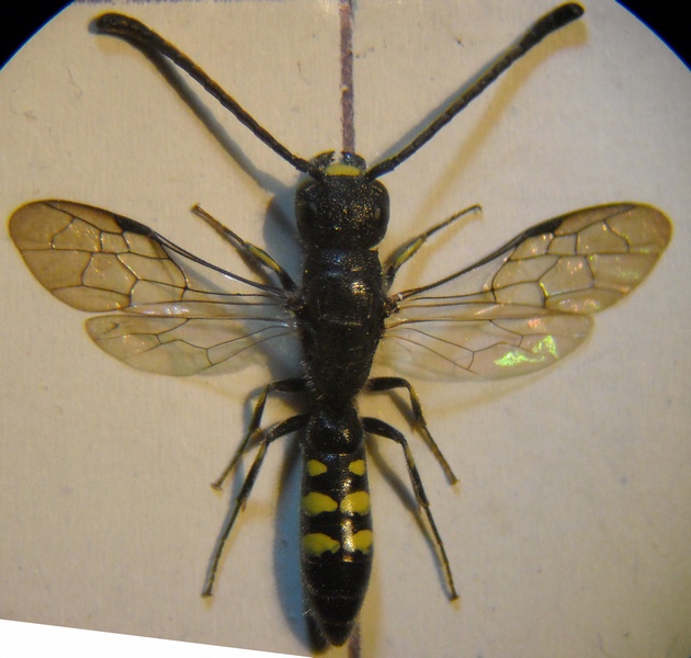 Sapygidae 003 A.jpg