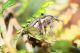 Curculionidae_Sarcopoterium-3.jpg
