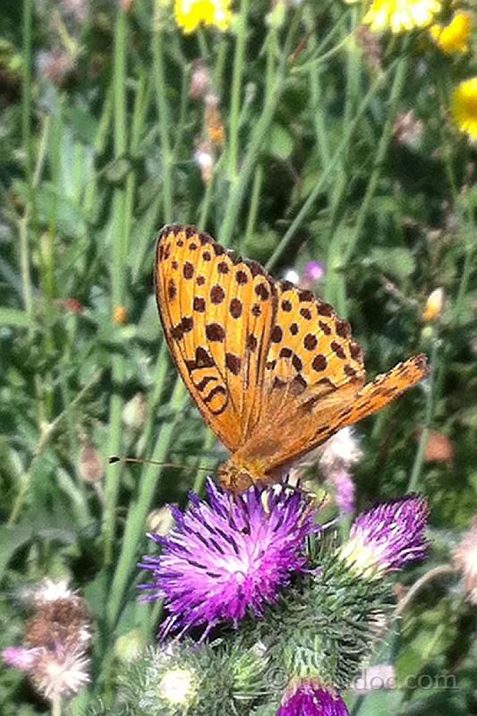 Melitaea o Argynnis_ungheriaBIS.jpg