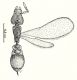 Pyramica membranifera.jpg