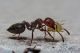 Crematogaster_scutellaris_1024.jpg