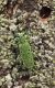 saperda-punctata04_xs.jpg