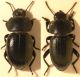 tenebrionidae.jpg
