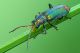 Malachius_bipustulatus1_1024.jpg