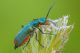 Malachius_bipustulatus2_1024.jpg