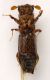 Bostricidae us KSA Wadi Eidabi.jpg
