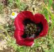 Turchia - Maggio 2014 086.JPG