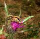 Turchia - Maggio 2014 107.JPG