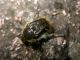 Tropinota (Tropinota) squalida (Scopoli 1783) 2.jpg