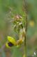 IMG_1503_Vicia_melanops.jpg