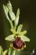 IMG_2048_Ophrys_zeusii.jpg