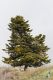 IMG_2268_Abies_cephalonica.jpg