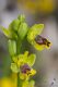IMG_2312_Ophrys_sicula.jpg
