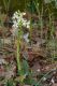IMG_2476_Orchis_provincialis.jpg