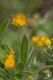 IMG_2628_Hymenocarpus_circinnatus.jpg