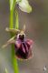 IMG_2328_Ophrys_mammosa.jpg