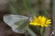 IMG_1546_Leptidea_duponcheli.jpg