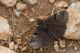 IMG_1579_Erynnis_marloyi.jpg