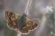 IMG_1674_Spialia_orbifer.jpg