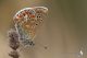 IMG_1731_Polyommatus_thersites.jpg