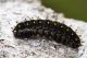 IMG_2274_Boloria_euphrosyne.jpg