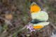 IMG_2299_Anthocharis_gruneri.jpg
