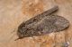 IMG_1695_Peridea_anceps.jpg