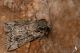 IMG_1706_Polyploca_ridens.jpg