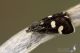 IMG_1733_Eurrhypis_guttulalis.jpg