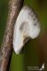 IMG_2058_Cilix_asiatica.jpg