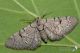 IMG_2095_Eupithecia_venosata.jpg