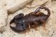 IMG_2284_Euscorpius.jpg