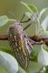 IMG_1509_Julodis_ehrenbergii.jpg