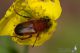 IMG_1915_Pygopleurus_.jpg