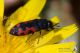 IMG_1986_Acmaeodera_ottomana.jpg