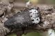 IMG_2194_Capnodis_tenebrionis.jpg