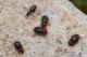 IMG_2289_Tetrabrachys.jpg